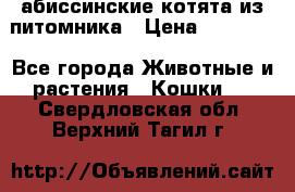 абиссинские котята из питомника › Цена ­ 15 000 - Все города Животные и растения » Кошки   . Свердловская обл.,Верхний Тагил г.